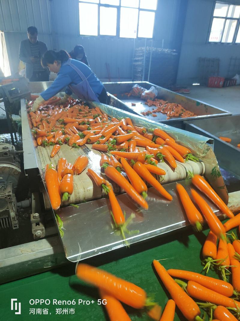 精品胡萝卜精品中条大量上市品质优价格低欢迎老板采购来电