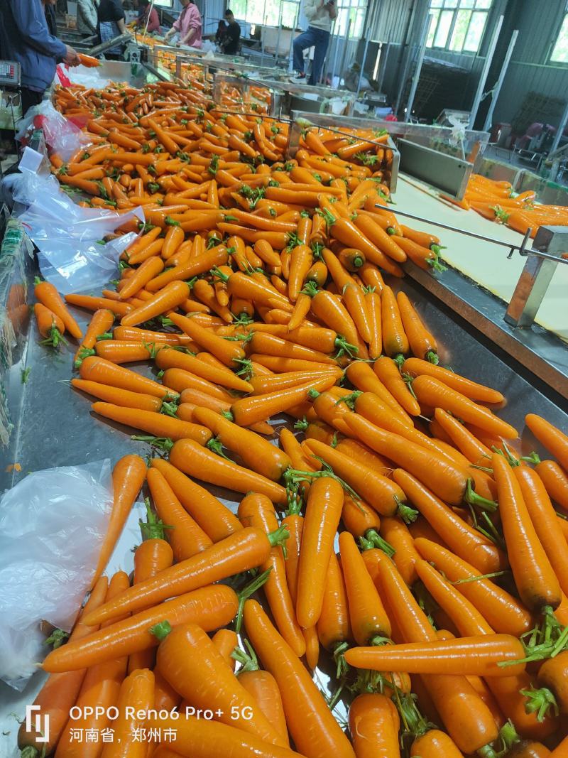 精品胡萝卜精品中条大量上市品质优价格低欢迎老板采购来电