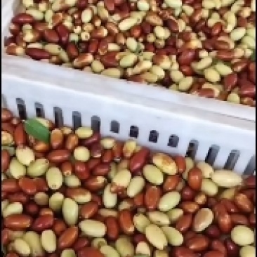 马牙栆，自然熟，产地直发，口感甜脆，诚信为本合作共赢！