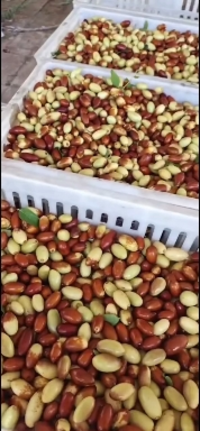 马牙栆，自然熟，产地直发，口感甜脆，诚信为本合作共赢！