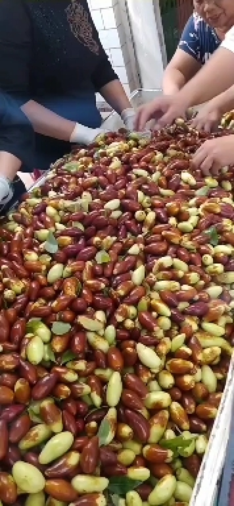 马牙栆，自然熟，产地直发，口感甜脆，诚信为本合作共赢！