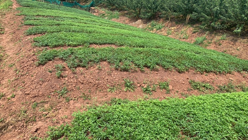 九叶青花椒小苗，芽苗