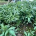 九叶青花椒小苗，芽苗