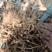 野生麦冬自然生长新货自然晒干无硫熏大山里采挖的2024