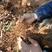 野生麦冬自然生长新货自然晒干无硫熏大山里采挖的2024