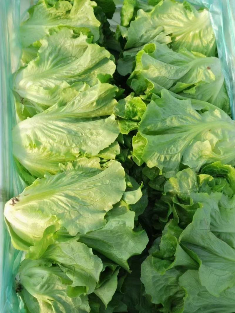 上海青油菜产地直供代发全国对接食品厂商超批发市场