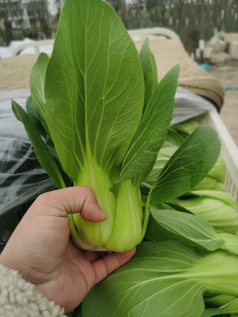 上海青油菜产地直供代发全国对接食品厂商超批发市场