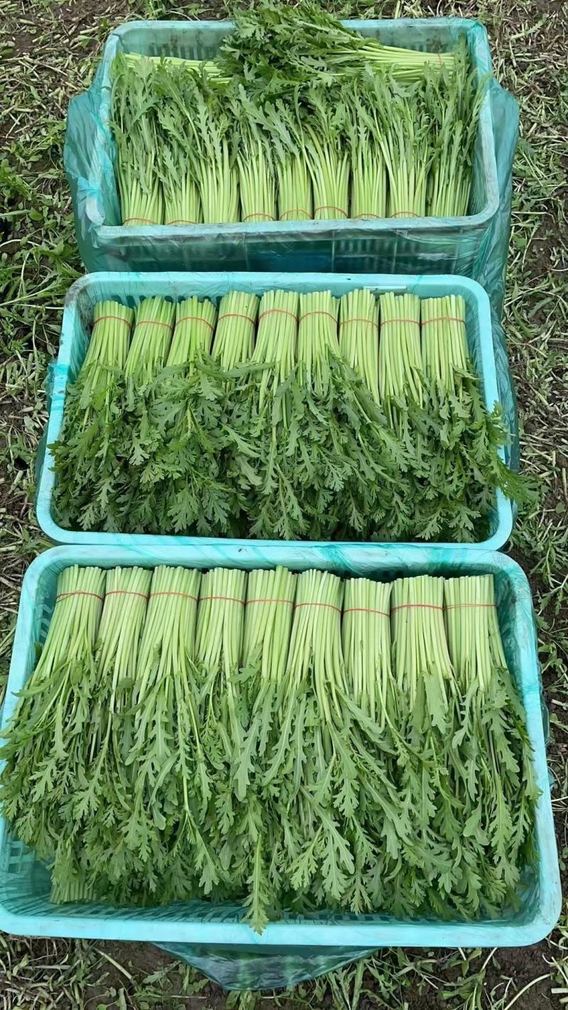 上海青油菜产地直供代发全国对接食品厂商超批发市场