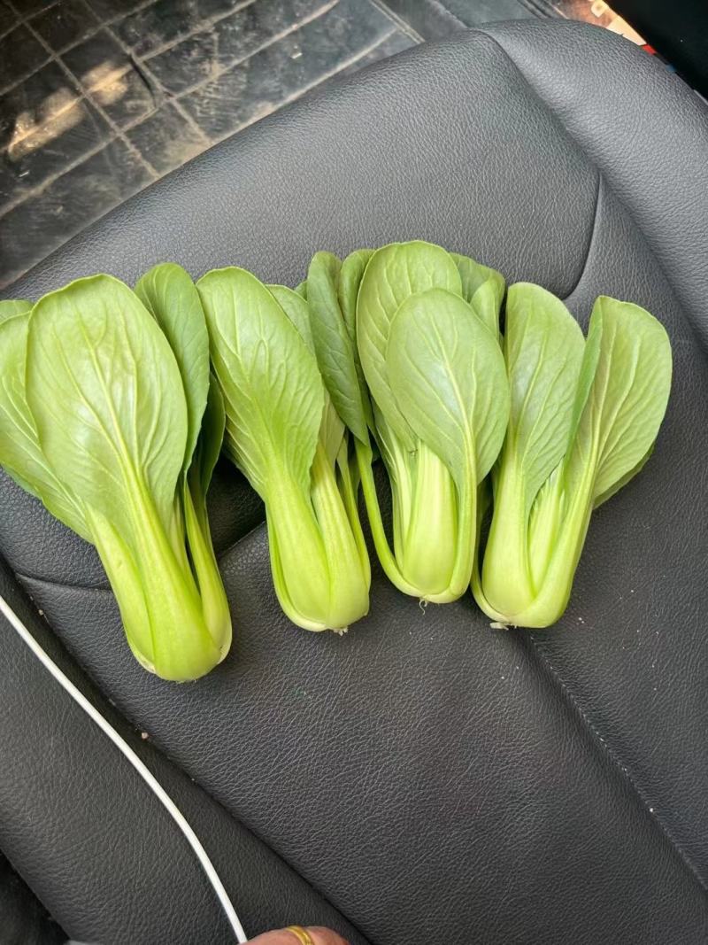 上海青油菜产地直供代发全国对接食品厂商超批发市场