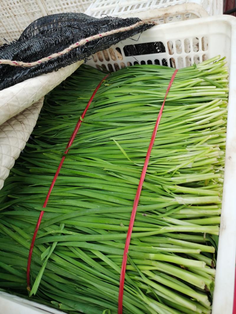 上海青油菜产地直供代发全国对接食品厂商超批发市场