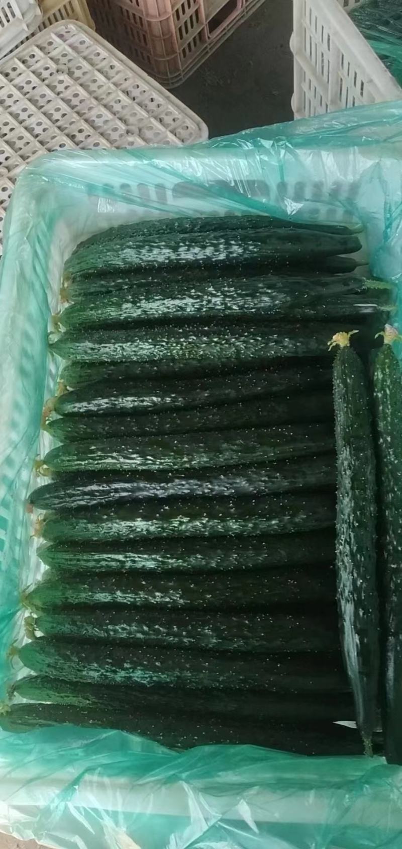 上海青油菜产地直供代发全国对接食品厂商超批发市场