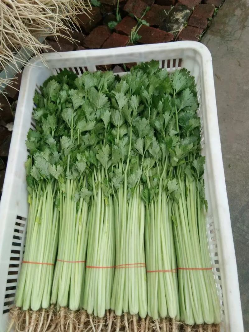 上海青油菜产地直供代发全国对接食品厂商超批发市场