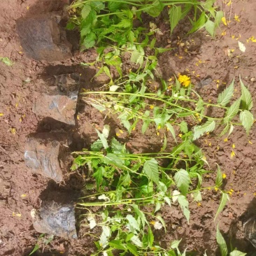 棣棠多年生灌木较耐寒黄花伟荣花卉苗木基地