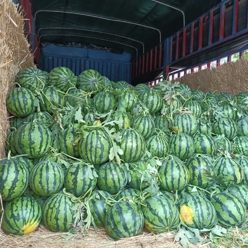 美都西瓜大量上市中，数量大质量好囗感甜耐运输量大从优
