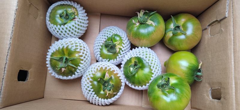 草莓柿子
