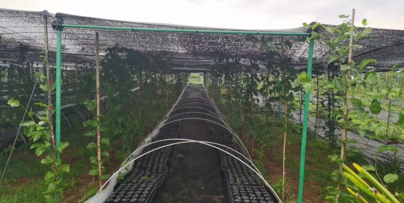 农业拱棚杆育苗杆羊肚菌杆果苗杆蔬菜杆育苗