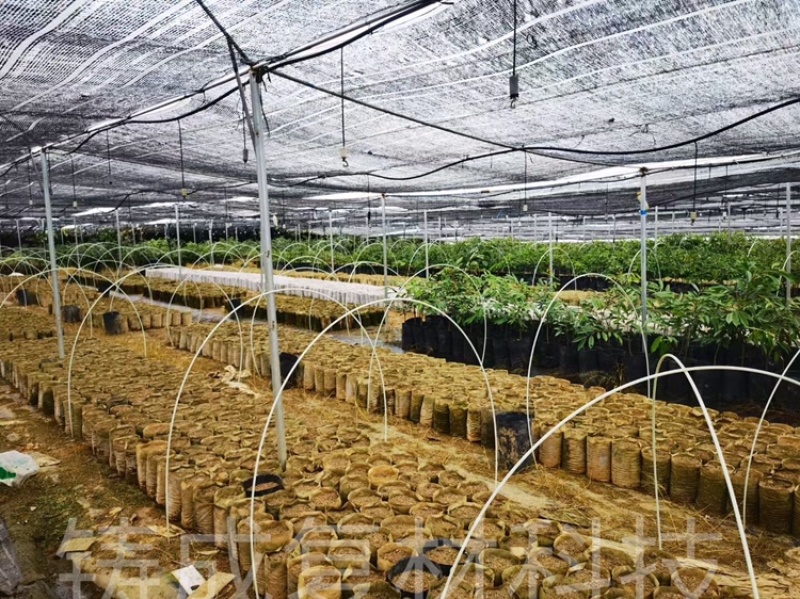 农业拱棚杆育苗杆羊肚菌杆果苗杆蔬菜杆育苗