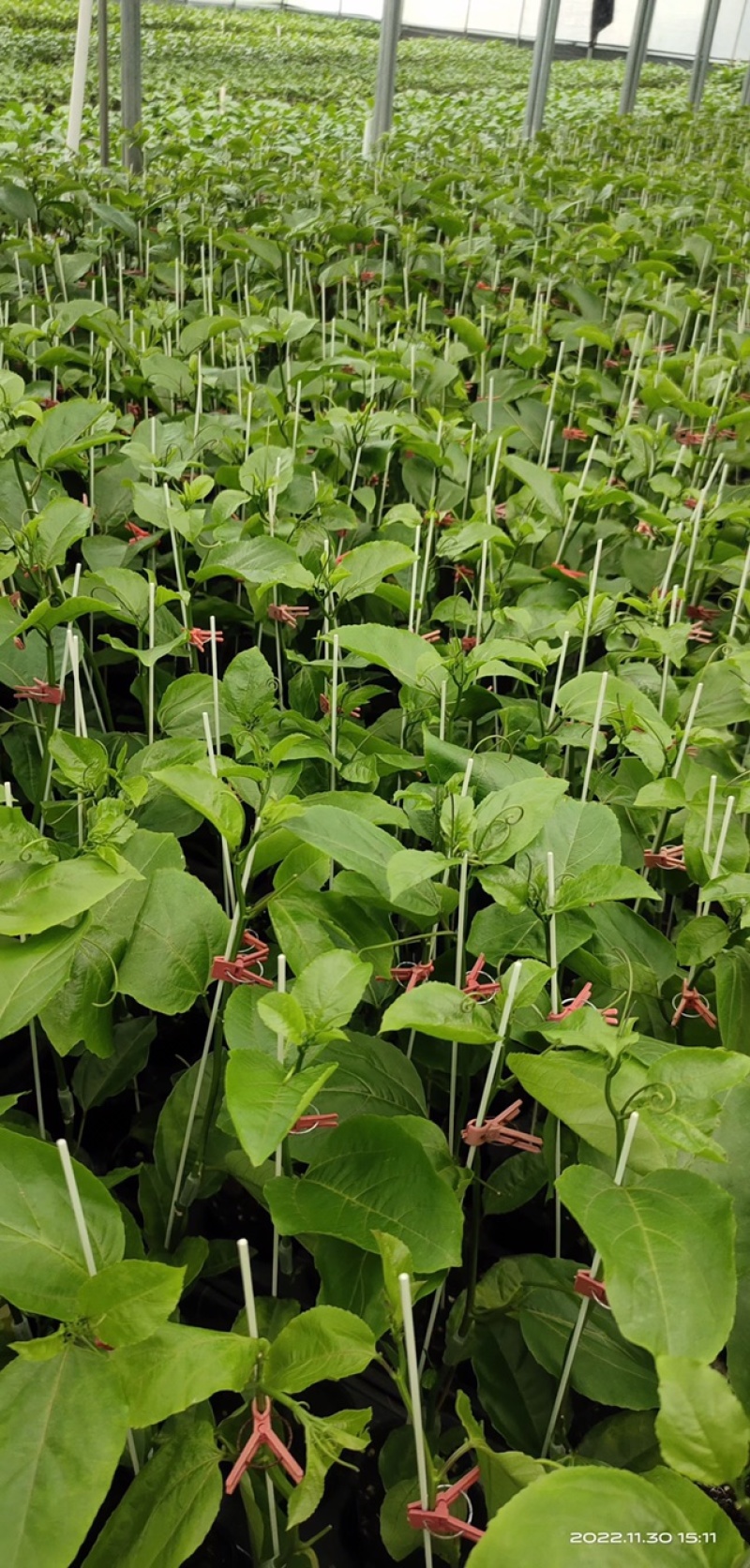 农业拱棚杆育苗杆羊肚菌杆果苗杆蔬菜杆育苗