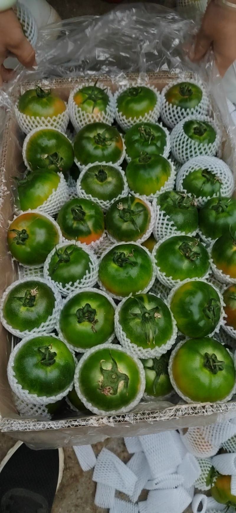 草莓柿子，产地直发