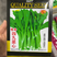 耐热菜心种子生长速度快苔骨粗颜色油绿欢迎咨询