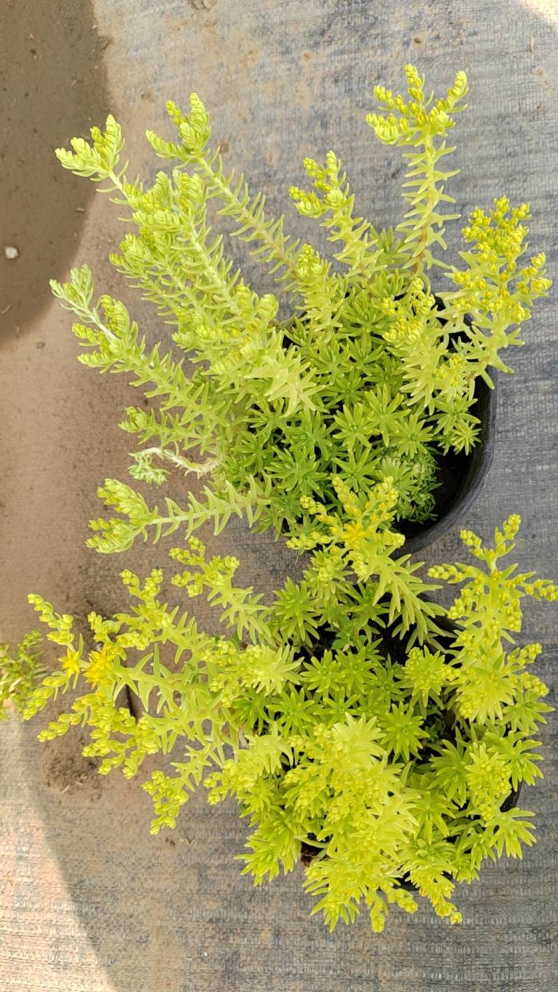 佛甲草