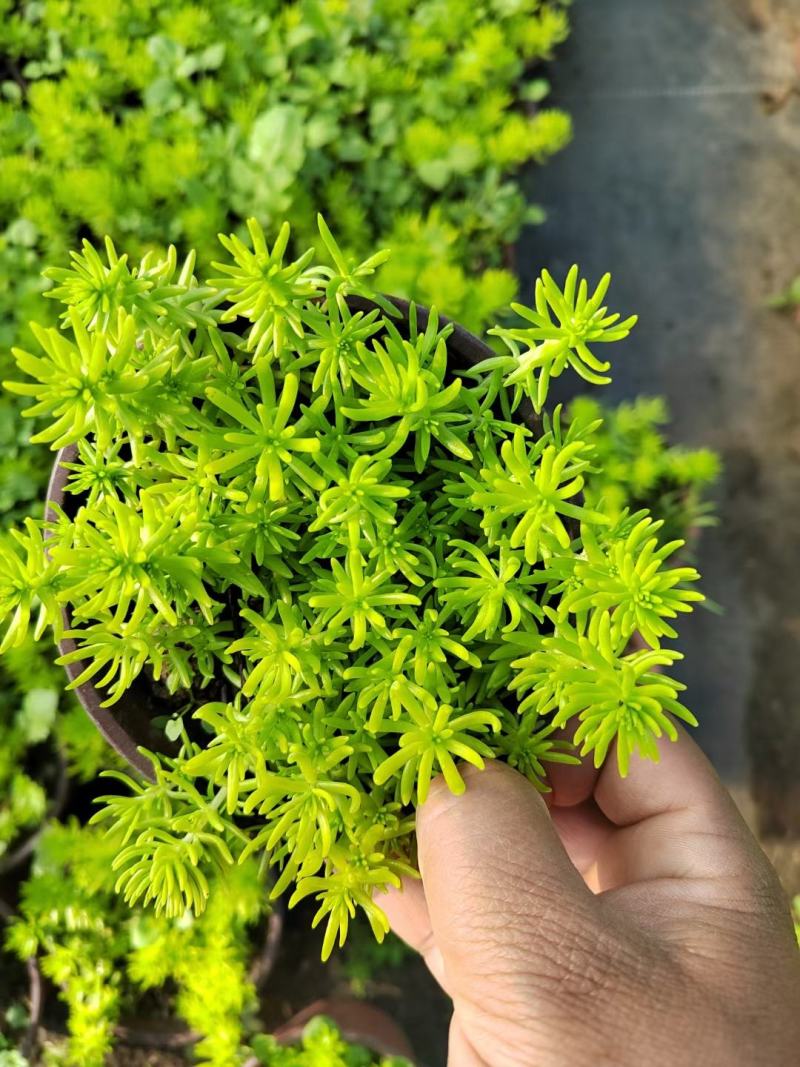 佛甲草
