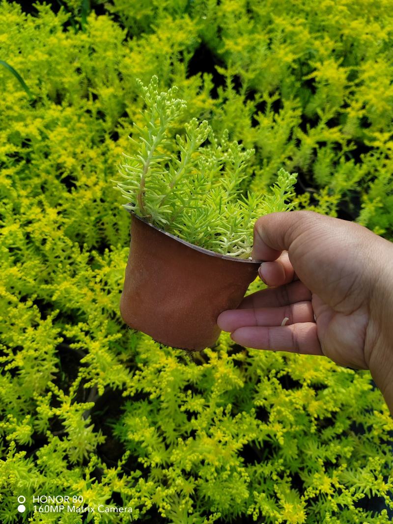 佛甲草