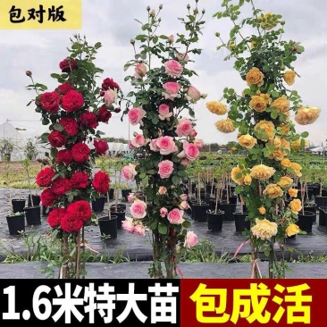爬藤月季蔷薇花大苗玫瑰四季开花藤本庭院植物阳台盆栽浓香型