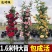 爬藤月季蔷薇花大苗玫瑰四季开花藤本庭院植物阳台盆栽浓香型