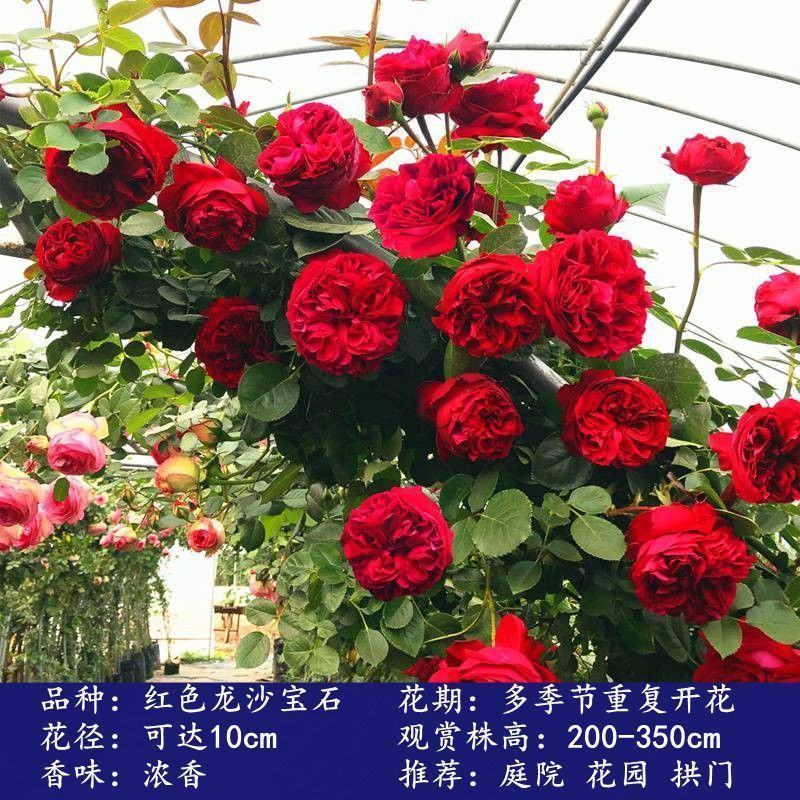 爬藤月季蔷薇花大苗玫瑰四季开花藤本庭院植物阳台盆栽浓香型