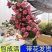 爬藤月季蔷薇花大苗玫瑰四季开花藤本庭院植物阳台盆栽浓香型