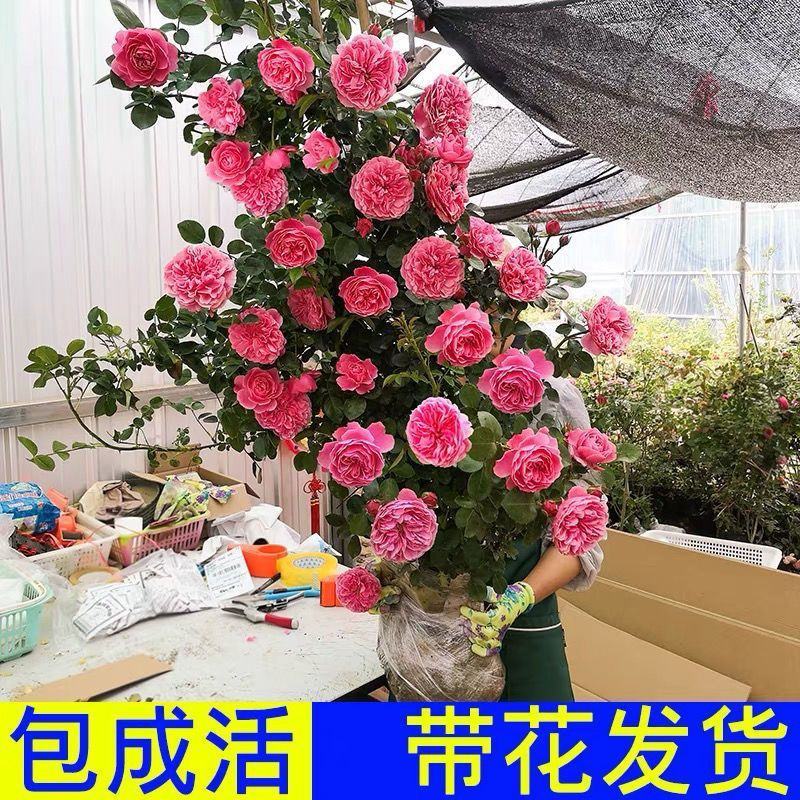 爬藤月季蔷薇花大苗玫瑰四季开花藤本庭院植物阳台盆栽浓香型