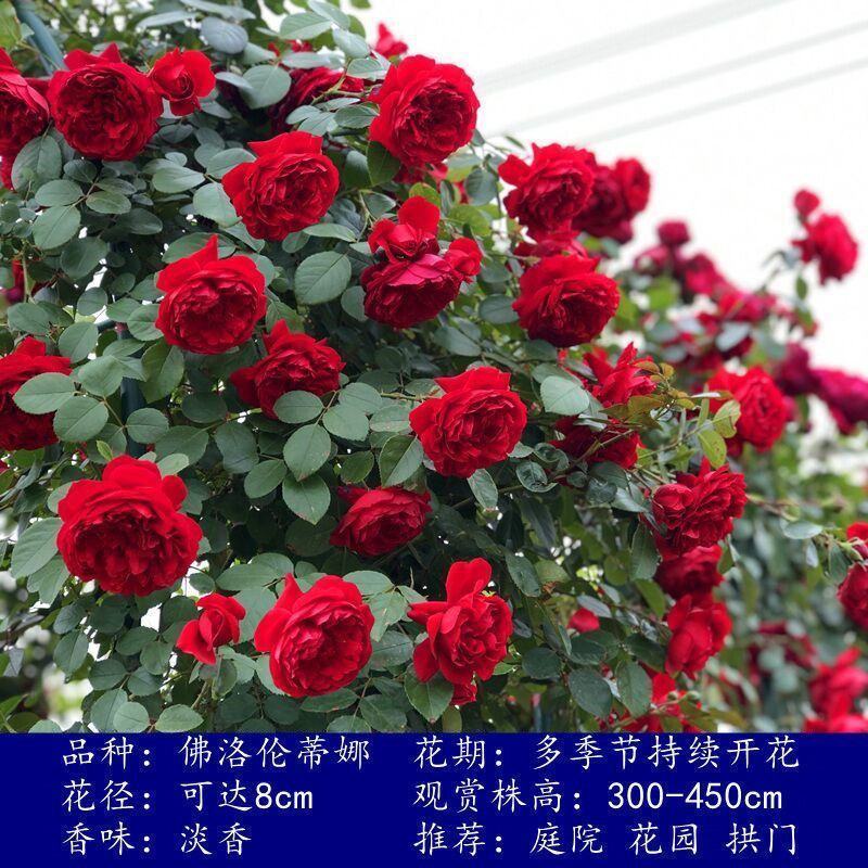 爬藤月季蔷薇花大苗玫瑰四季开花藤本庭院植物阳台盆栽浓香型