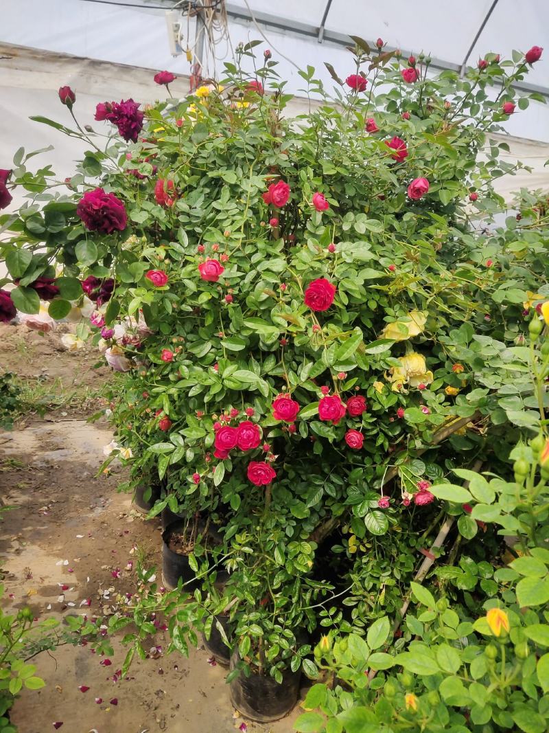 爬藤月季蔷薇花大苗玫瑰四季开花藤本庭院植物阳台盆栽浓香型