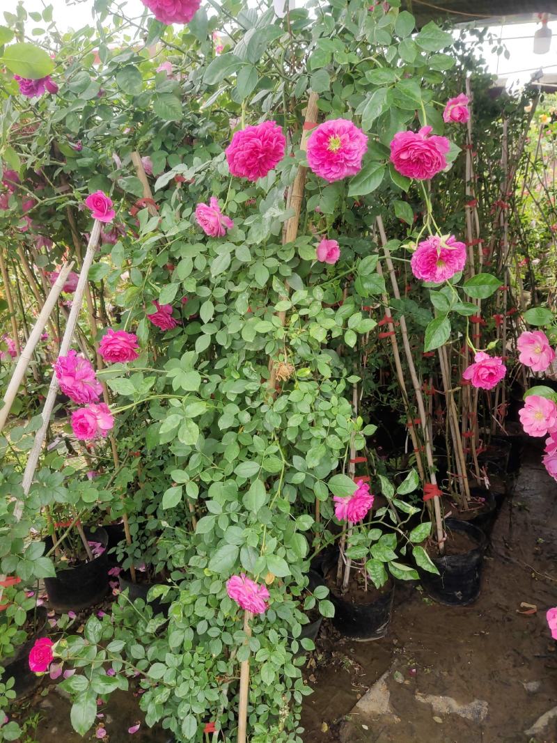 爬藤月季蔷薇花大苗玫瑰四季开花藤本庭院植物阳台盆栽浓香型