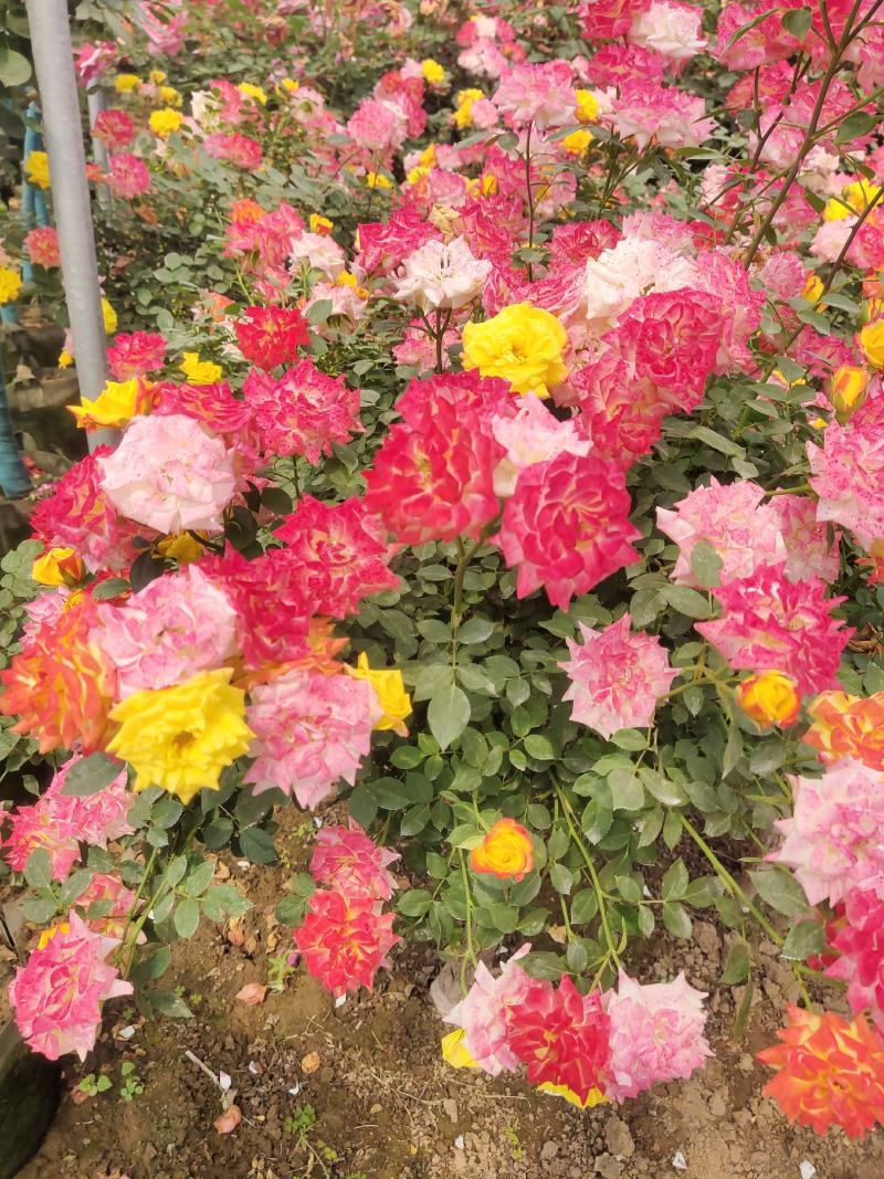 爬藤月季蔷薇花大苗玫瑰四季开花藤本庭院植物阳台盆栽浓香型