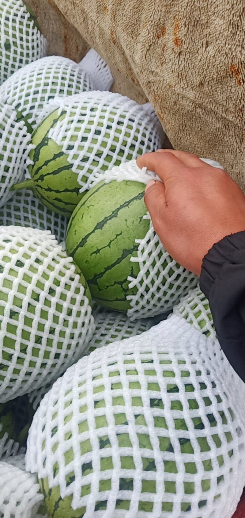 陕西西瓜渭南吊篮西瓜精品938吊蓝西瓜欢迎来电
