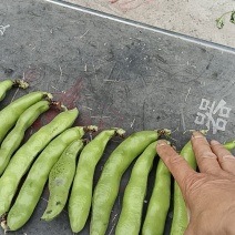 香蕉品种青蚕豆荚供应中欢迎各位老板前往定购