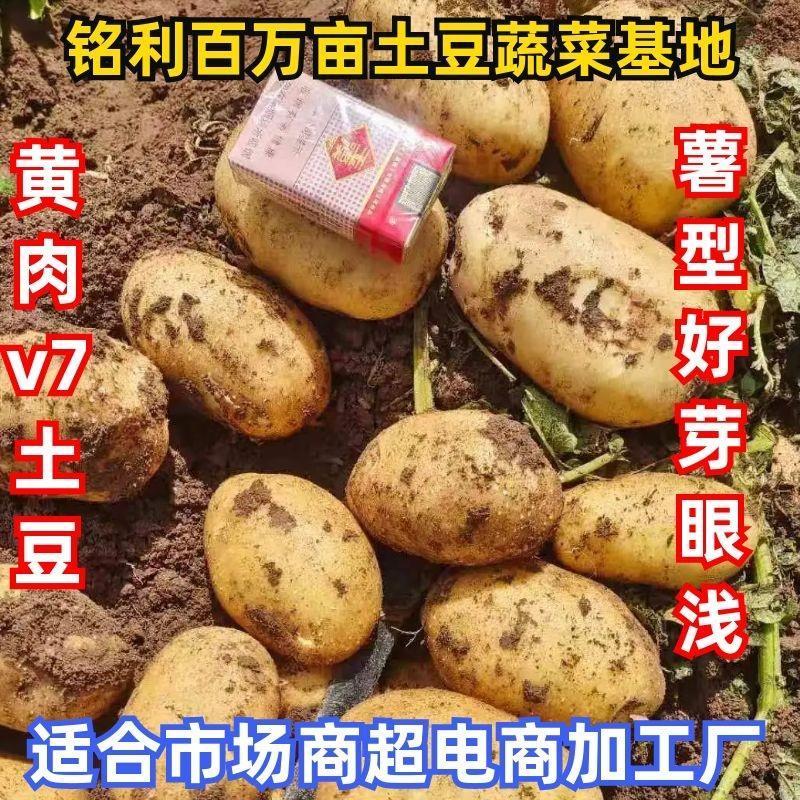 精品土豆:v7丽薯6号希森6号沃土5号实验1号雪川红