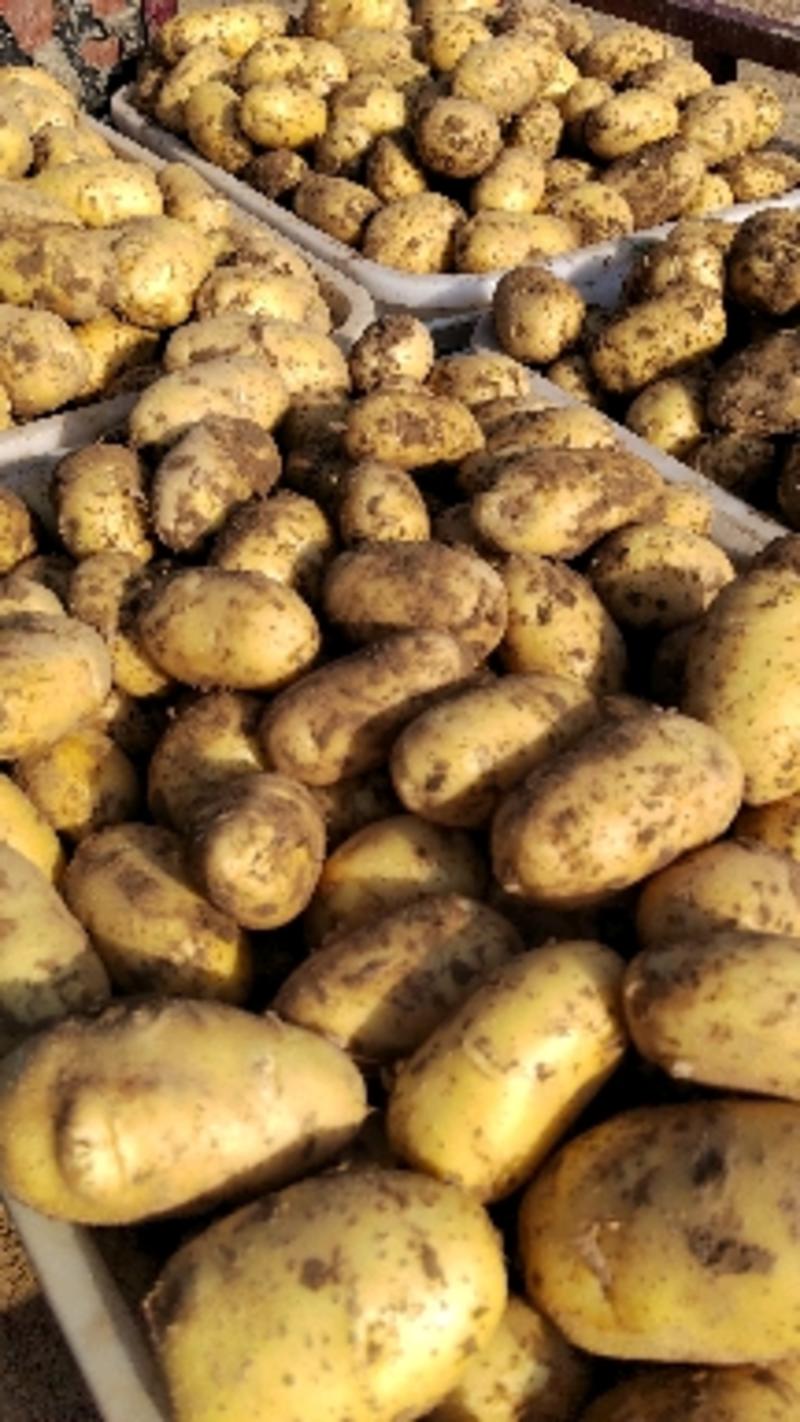 湖北基地种实验一号土豆通货3两以上各种规格大量有货