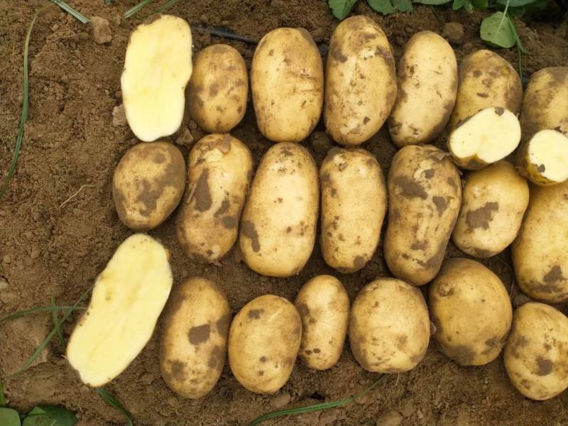 湖北基地种实验一号土豆通货3两以上各种规格大量有货