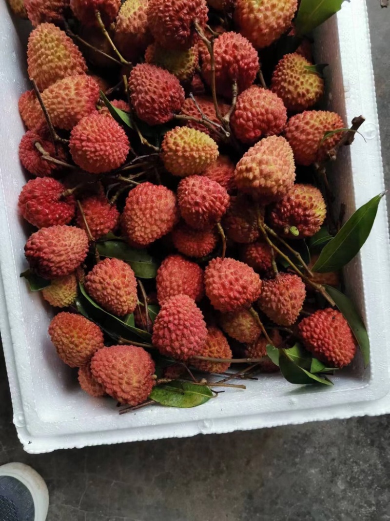 广东荔枝妃子笑新鲜荔枝当季水果产地批发承接电商