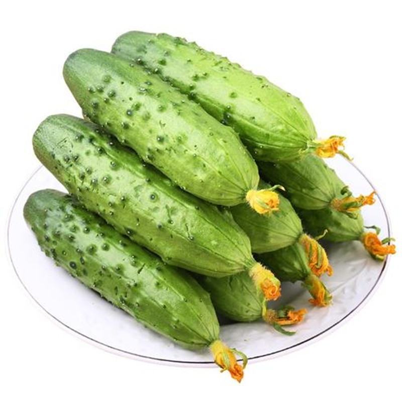 黄瓜，水果黄瓜，产地供应，产地直发，价格美丽
