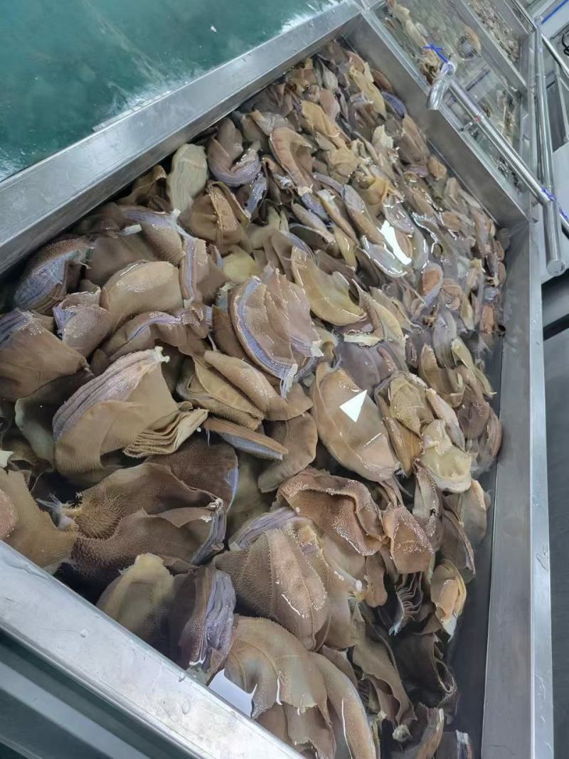 毛肚大叶片
