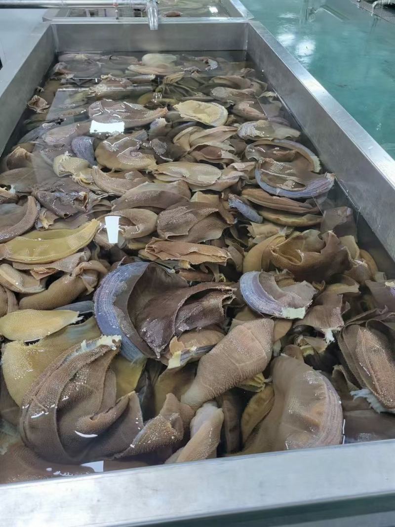 毛肚大叶片