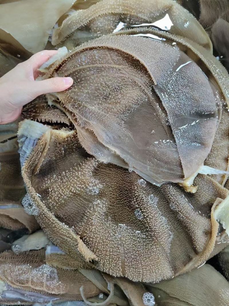 毛肚大叶片