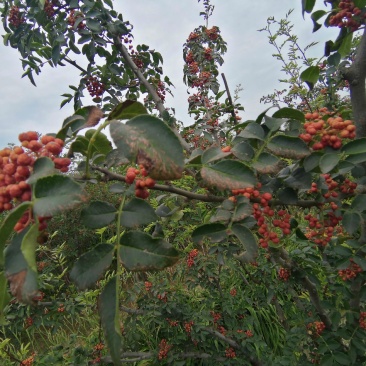 花椒，核桃油