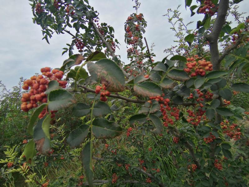 花椒，核桃油