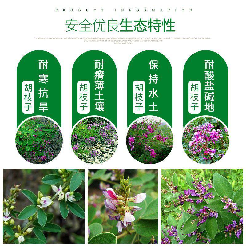 二色胡枝子种子花卉林木种子出芽率高品质保证欢迎老板来电
