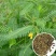 田箐种子果园绿肥牧草籽耐盐碱耐贫瘠四季牧草固氮碱青涝豆草